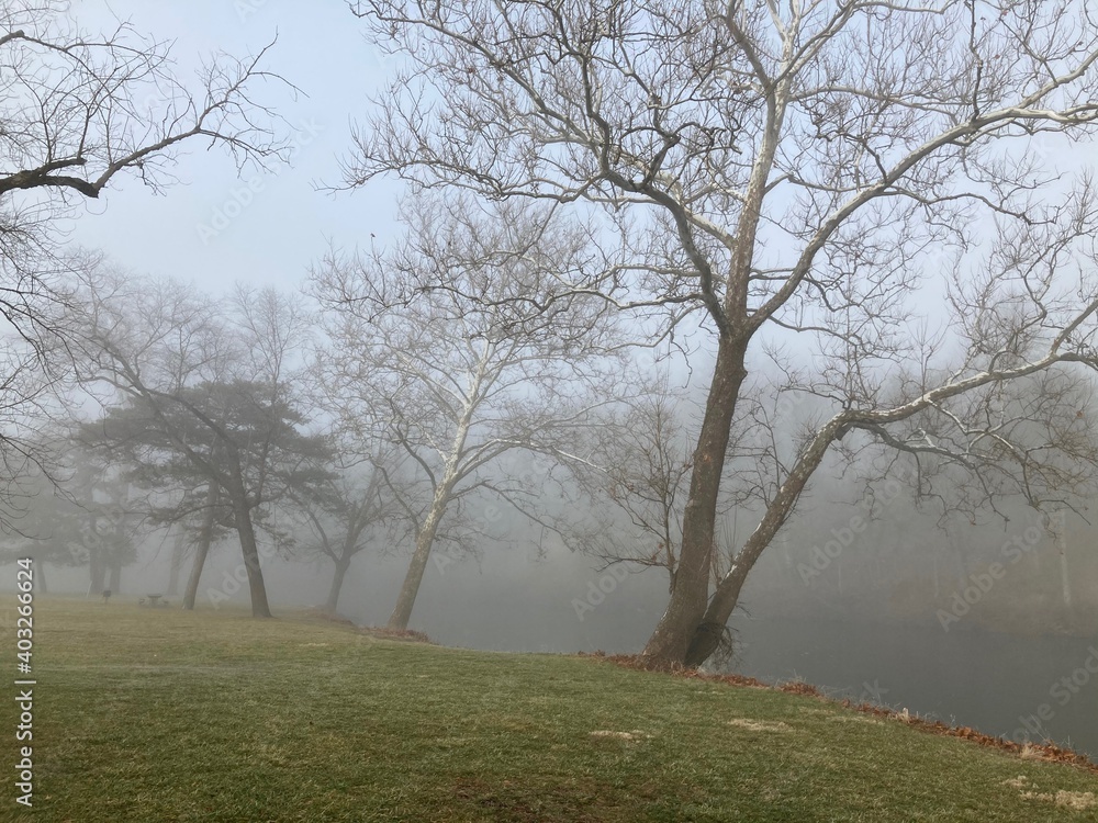 trees in the fog along lake