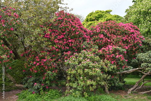  Pink English Roseum - Rhododendron