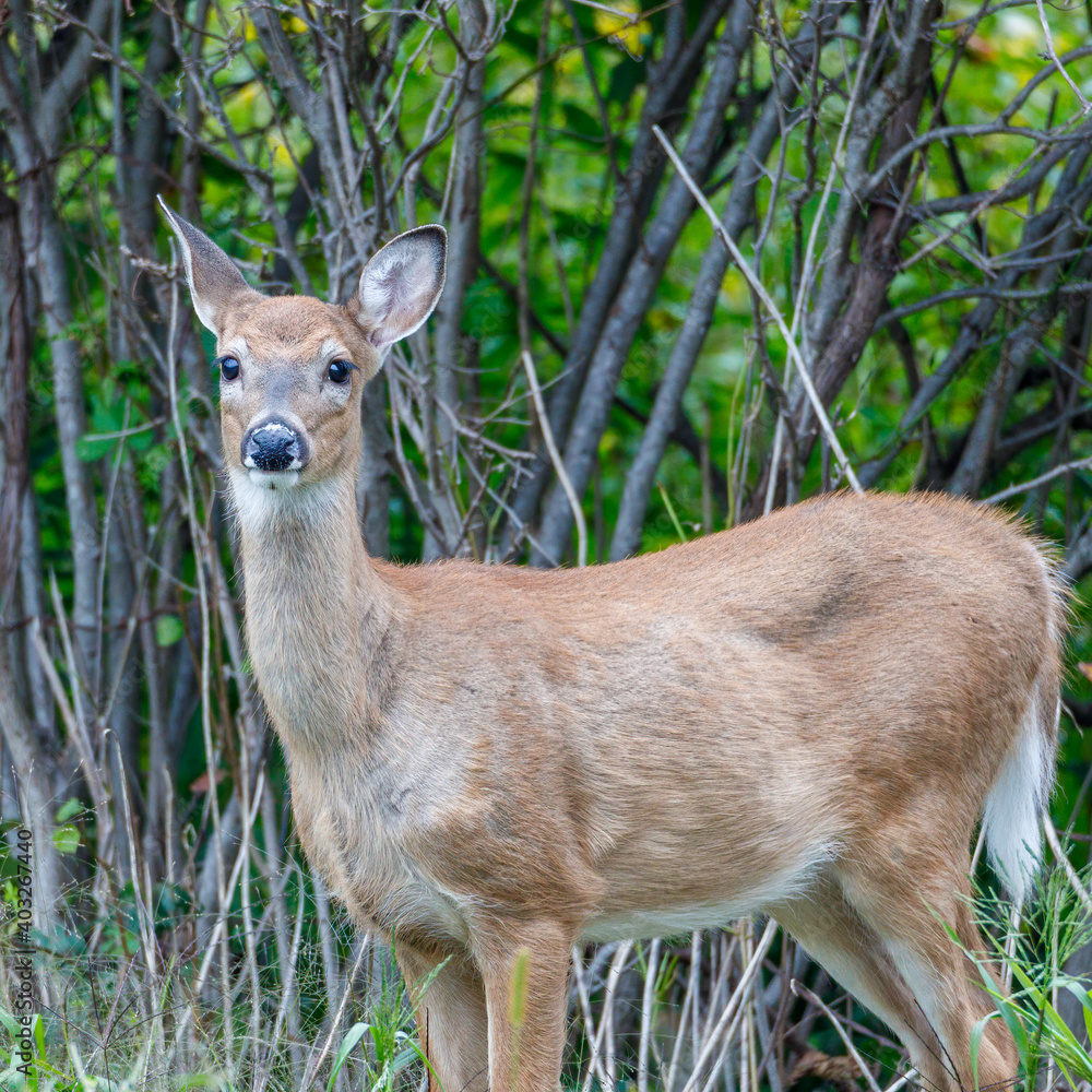 White-tailed doe (Odocoileus virginianus) standing in the forest during summer. Selective focus, background blur and foreground blur.
White-tailed doe (Odocoileus virginianus) standing in the forest during summer. Selective focus, background blur and foreground blur.