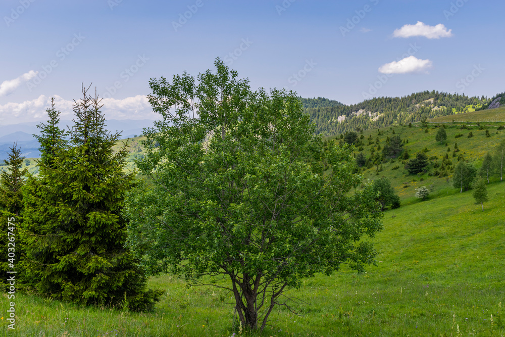 Obraz premium trees in the mountains