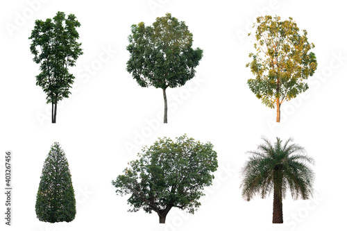 Isolated trees set green natural on white background for use design work  architectural design  website and other. Clipping path.