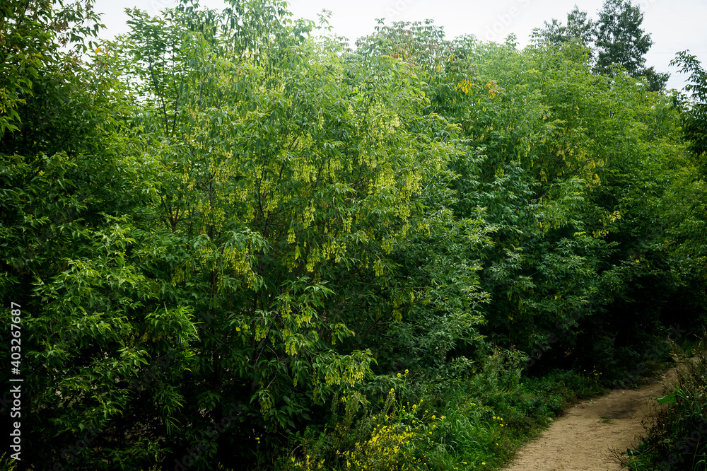 green leaves background