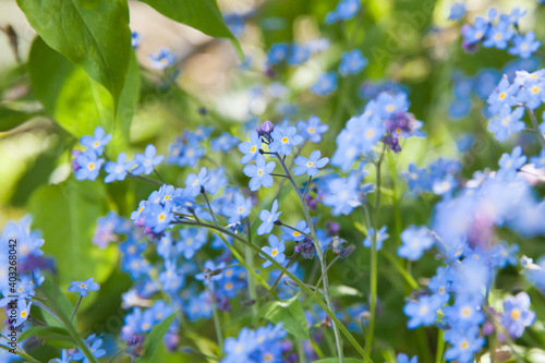 Meadow plant background: blue little flowers - forget-me-not close up and green grass.