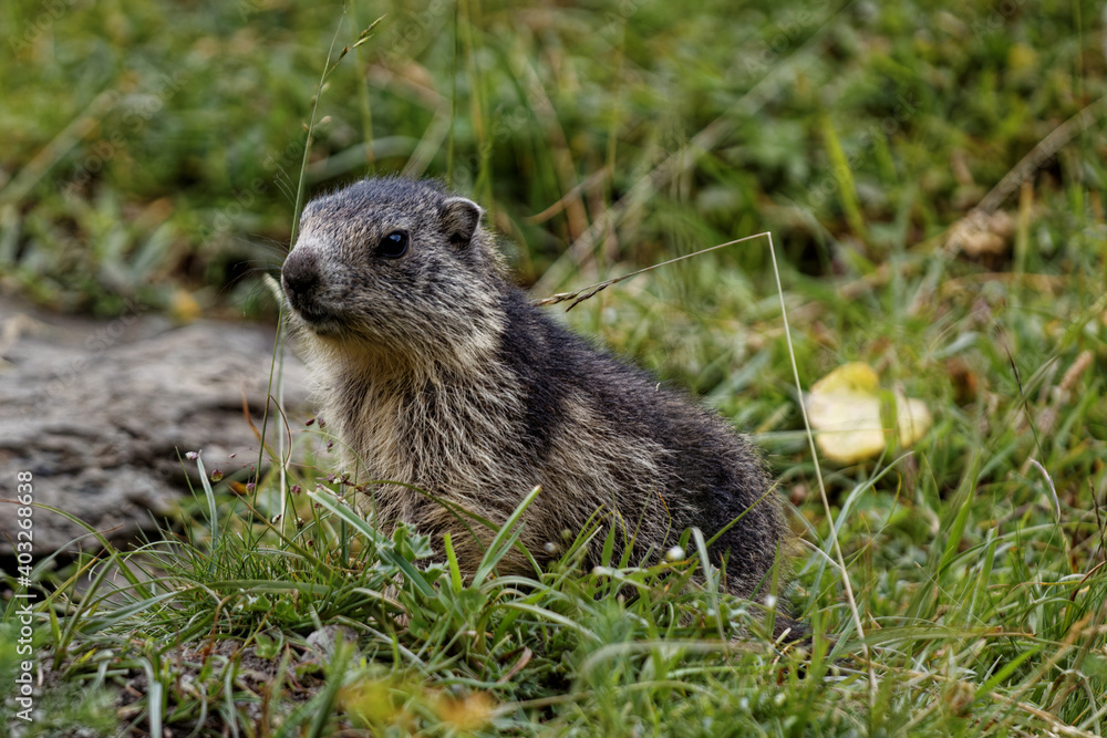 Alpine marmot animal in natural site in Alps mountains. Grass around. France, Europe. Alpine marmot animal in natural site in Alps mountains. Grass around. France, Europe.