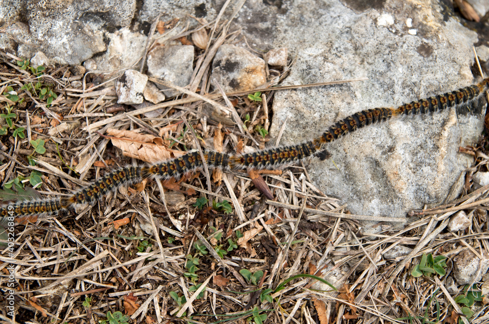Fototapeta premium Many caterpillars in a row moving from one pine to another, Europe