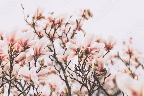 Beautiful Light Pink or Purple Magnolia Tree with Blooming Flowers during Springtime in English Garden  UK