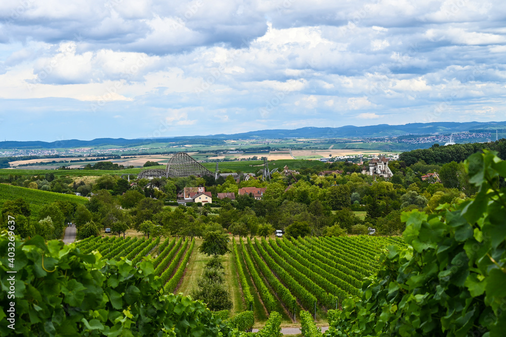 Beautiful vineyard landscape with a theme park in the background.