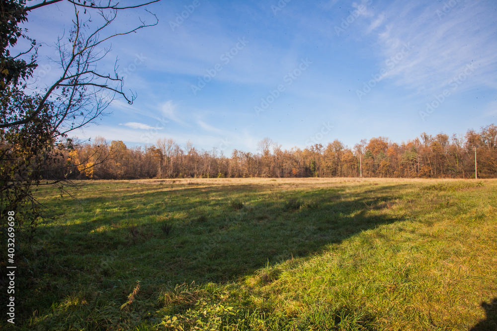 Fototapeta premium autumn landscape with trees