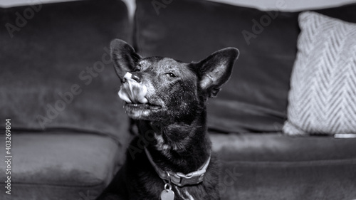 Wallpaper Mural Black Lab German Shepherd Torontodigital.ca