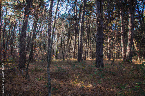 autumn forest in the morning