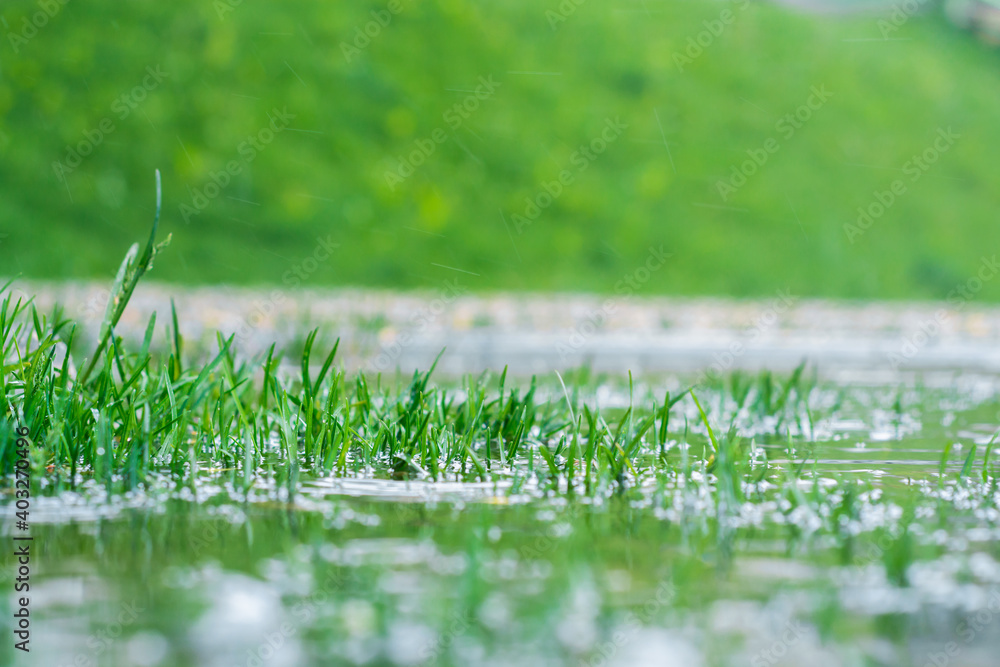Fotografie green grass in a puddle during the rain
