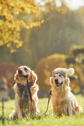 Holds collar in mouth. Two beautiful Golden Retriever dogs have a walk outdoors in the park together