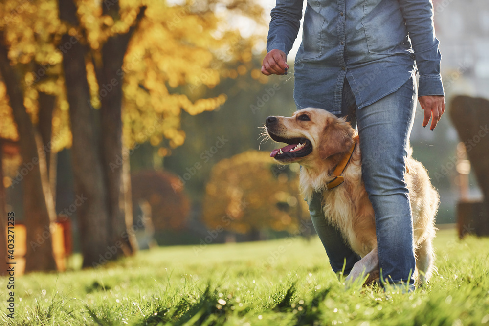 Woman have a walk with Golden Retriever dog in the park at daytime Woman have a walk with Golden Retriever dog in the park at daytime