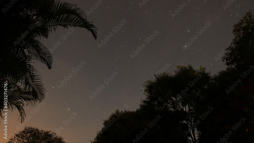 palm trees at night