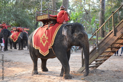 elefante cambogia