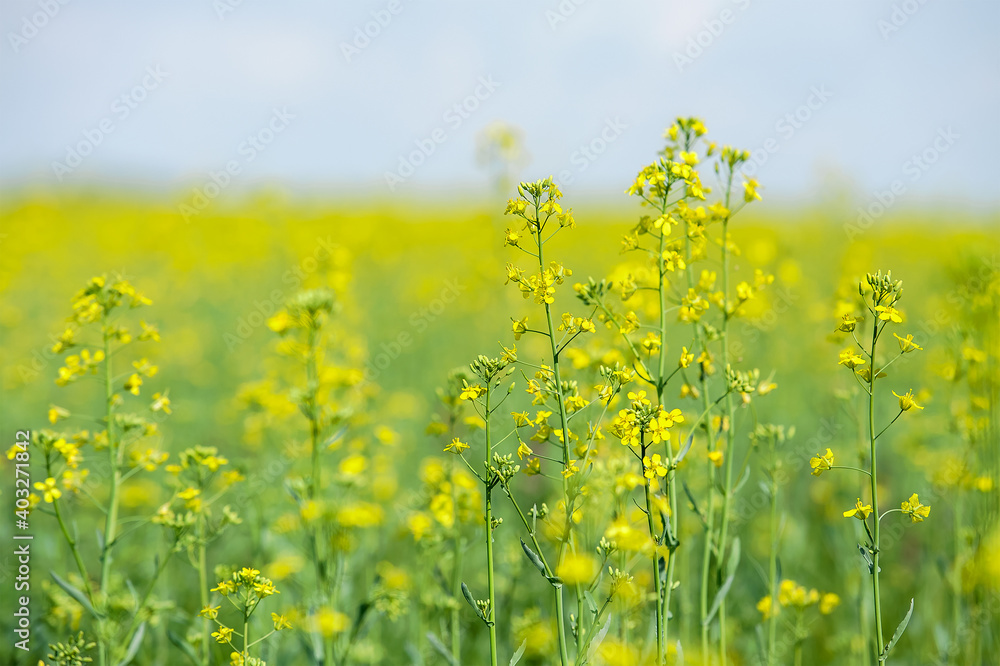 Detail of flowering rapeseed field, canola or colza (Brassica Napus). Plant for green energy and oil industry. Source of vegetable oil and a source of protein flour. Rape seed on blue sky background Detail of flowering rapeseed field, canola or colza (Brassica Napus). Plant for green energy and oil industry. Source of vegetable oil and a source of protein flour. Rape seed on blue sky background