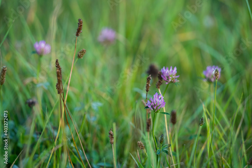 Wallpaper Mural Natur Outdoor Herbst Rieselfelder Torontodigital.ca