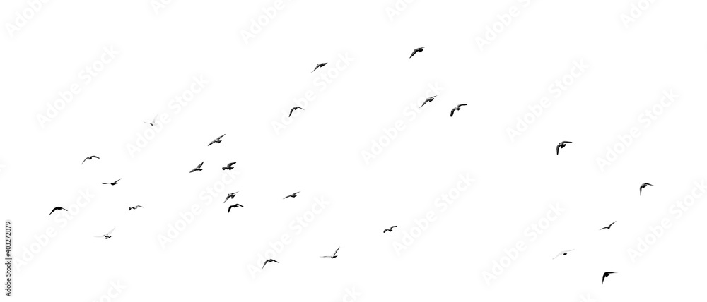 Flock of birds flying isolated on white background Flock of birds flying isolated on white background