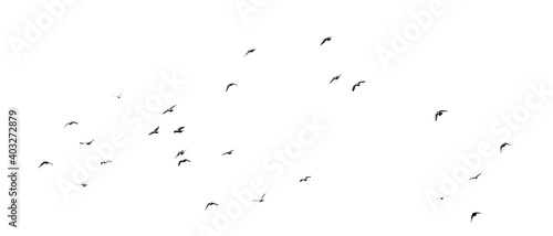 Flock of birds flying isolated on white background