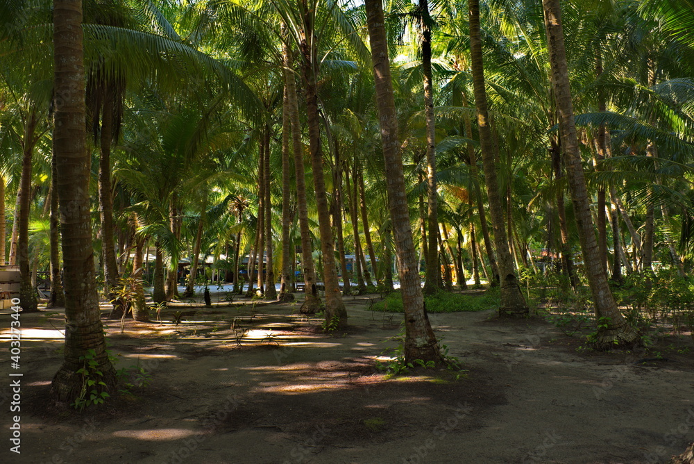 Malaysia. The East coast of the island of Borneo. A tourist campsite located in a palm grove on the coral island of Mabul, famous for its diving clubs.