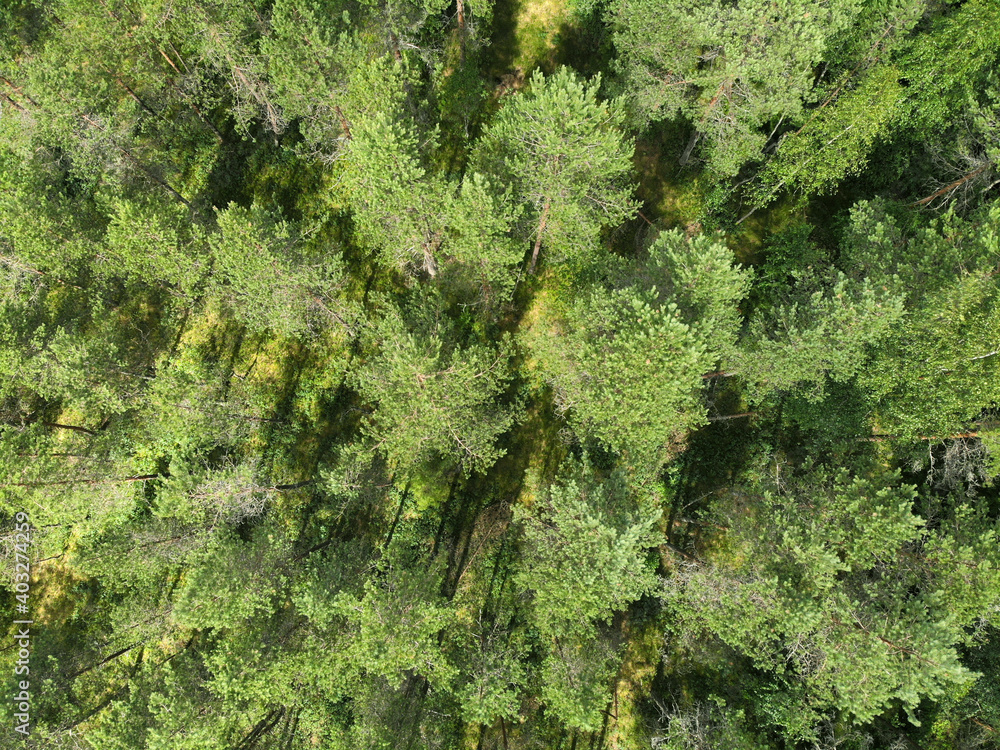 Tops of Christmas trees in the forest on the swamp, top view Tops of Christmas trees in the forest on the swamp, top view