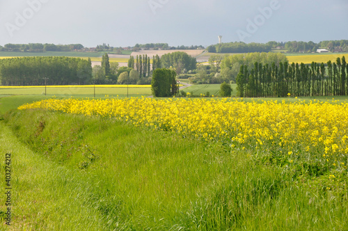 champs de colza