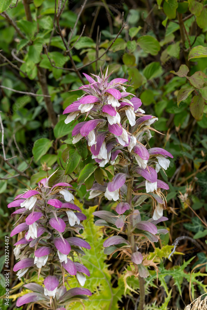 The wild orchid (Himantoglossum robertianum) with violet flowers grows in its natural habitat.