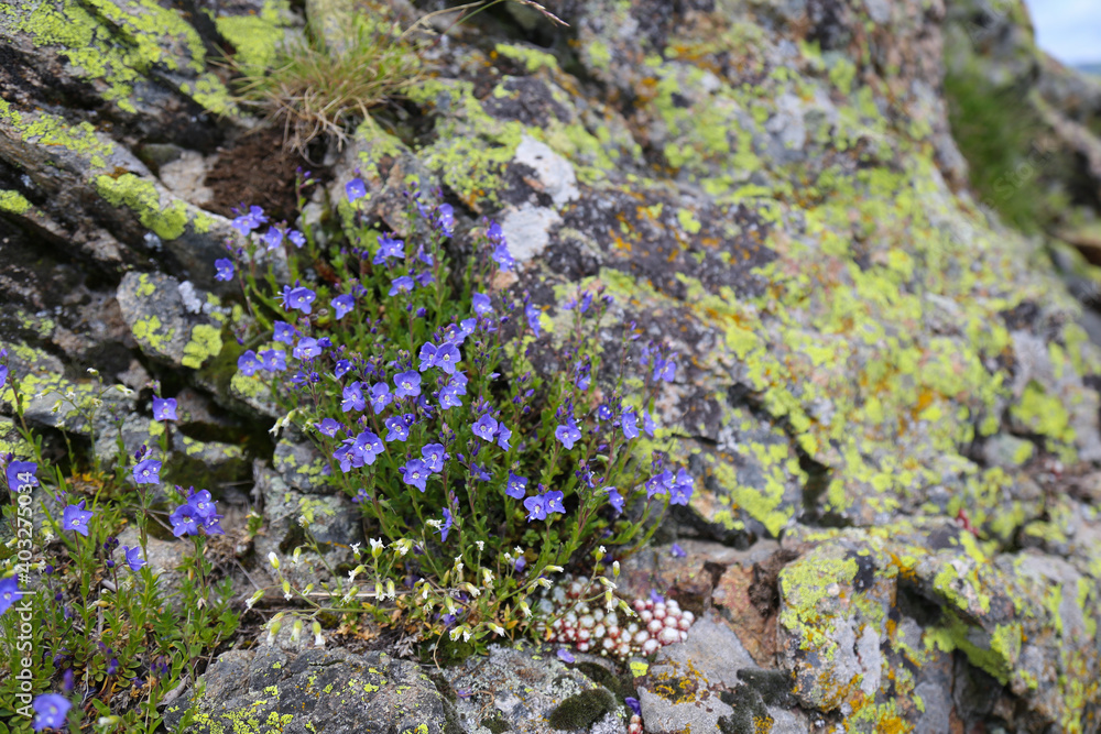 Small Blue Wildflowers Growing Between Lichen Covered Rocks