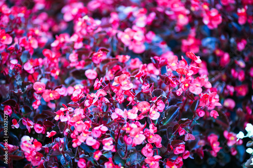 Different types of flowers. Many flowers for background.