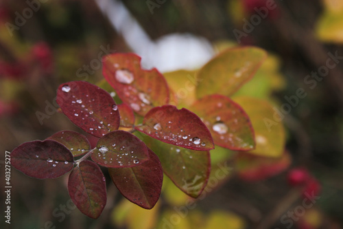 raindrops on a colorful leaf