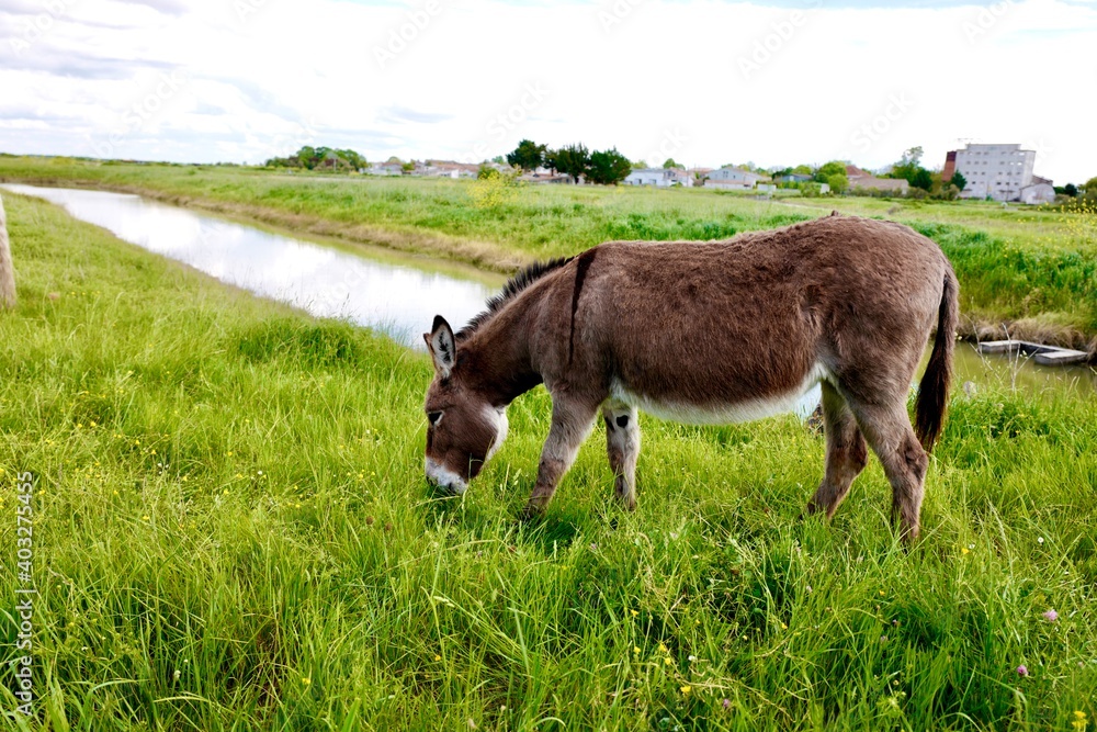Ballade à Mornac sur Seudre