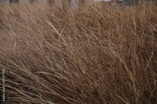 grass background windy
