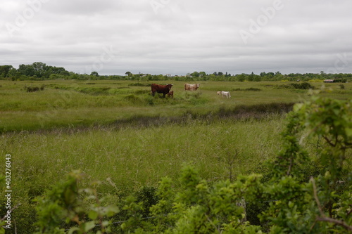 Ballade à Mornac sur Seudre