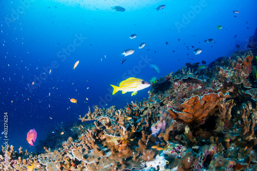 Tropical fish and corals on a fragile coral reef system in Asia