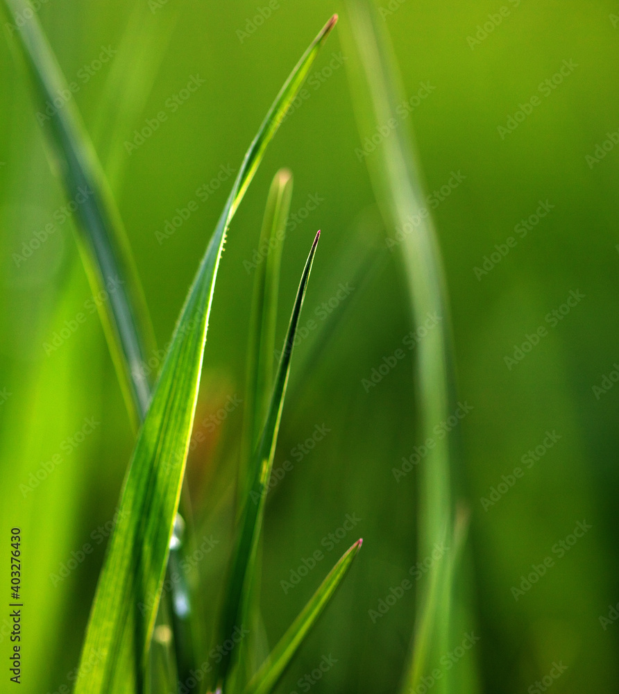fresh green grass spring background banner new life and nature concept fresh green grass spring background banner new life and nature concept