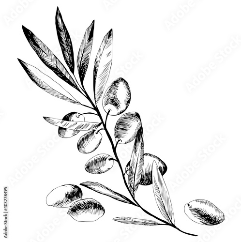 Olive tree in a vector style isolated. Black and white engraved ink art. Full name of the plant: Branches of an olive tree. Vector olive tree for background, texture, wrapper pattern, frame or border.