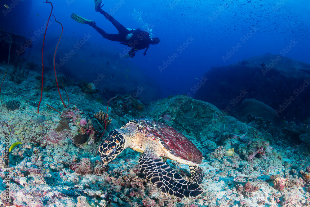 Background SCUBA diver and Hawksbill Sea Turtle on a coral reef Background SCUBA diver and Hawksbill Sea Turtle on a coral reef
