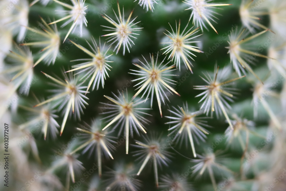 beautiful cactus with skewers for your pain defense protection beautiful cactus with skewers for your pain defense protection