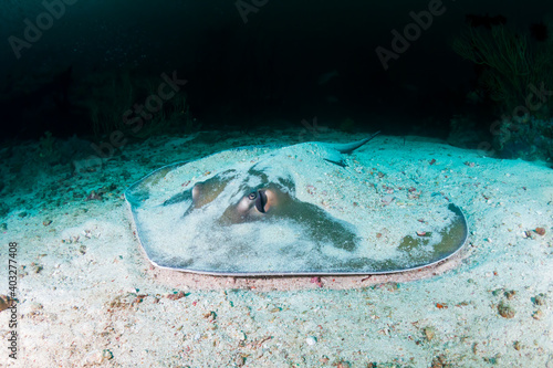 Pink Whipray on the sandy seabed on a dark tropical coral reef photo