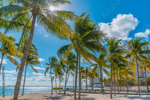 palm trees on the beach © Malikoff