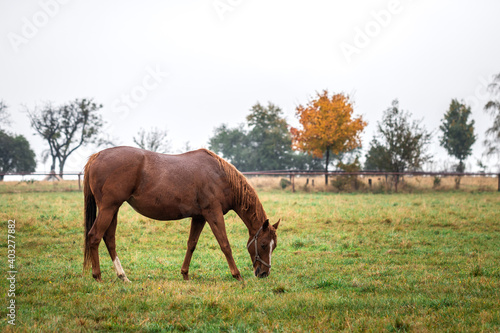 Red horse grazing on pasture in rain. Thoroughbred horse at animal farm in autumn