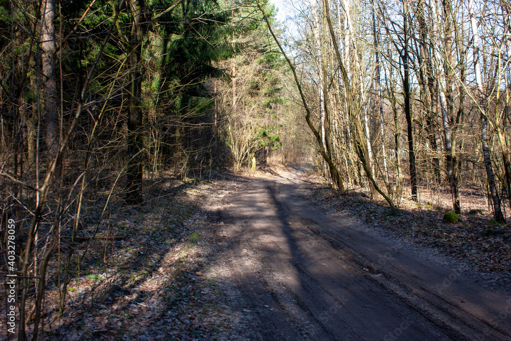  Forest road in early spring, the edge of a spruce forest, light and shadow.