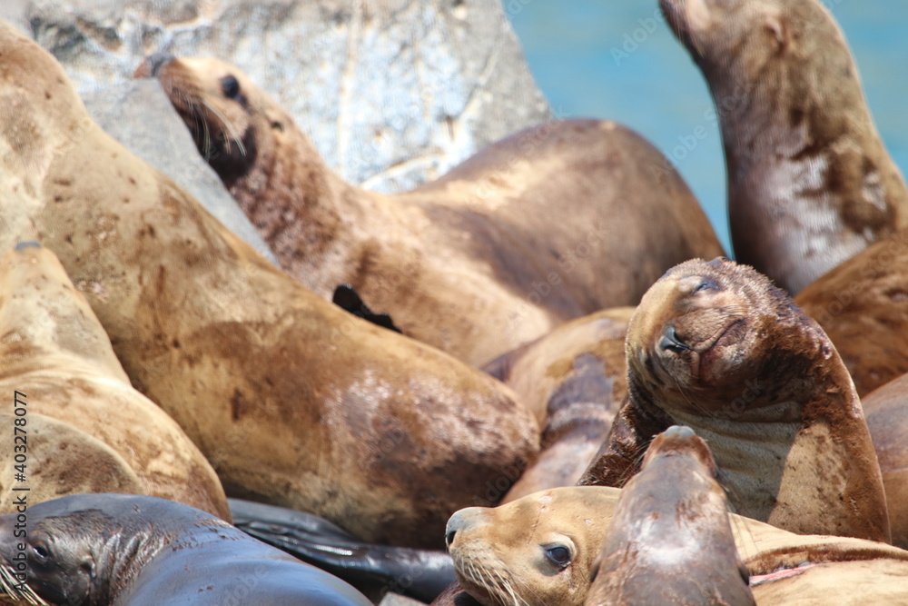 Obraz premium Beringsee Russland