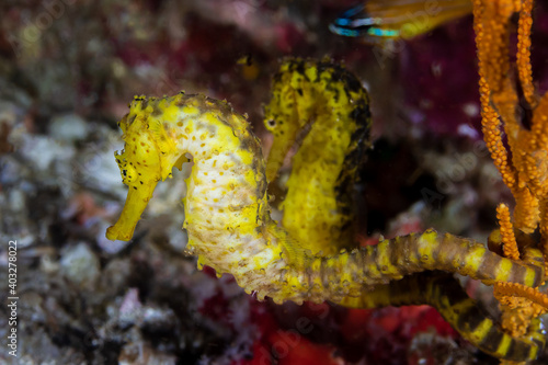 Pair of yellow Tiger Tail Seahorses on a dark tropical coral reef © whitcomberd