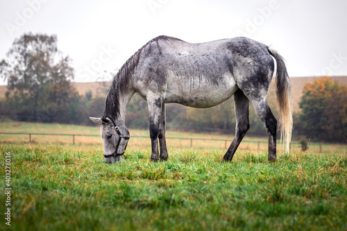 Roan horse grazing on pasture in rain © encierro