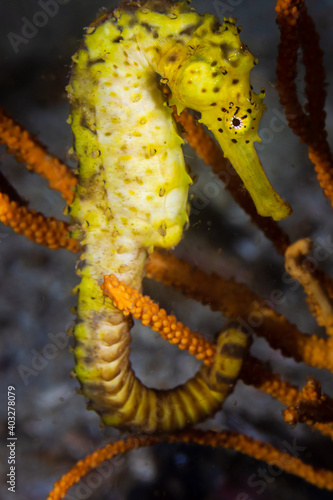 Beautiful, yellow Tiger Tail seahorse on a tropical coral reef