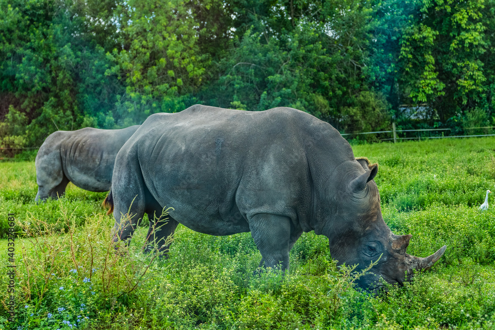 Obraz premium rhino in the wild