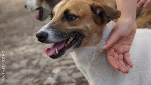 a hand and a two-color dog next to another one in Mindelo, on the island Sao Vicente, Cabo Verde