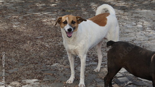 a two-color dog next to another one in Mindelo, on the island Sao Vicente, Cabo Verde