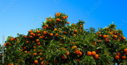 A banner of blue sky opposite the canopy of an orange or mandarin tree where there are lots of leaves and lots of fruit. Lots of ripe orange citrus fruits.